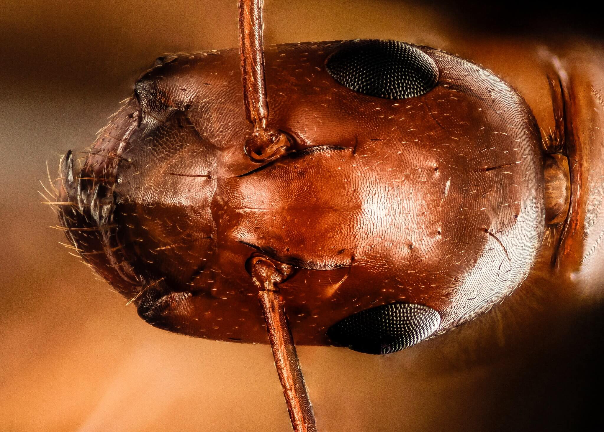 Муравей под микроскопом. Голова муравья под микроскопом. Фото.