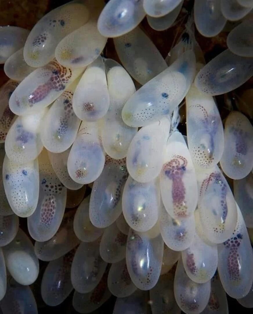 Яйца осьминогов с детенышами. Кладка яиц осьминога. Фото.