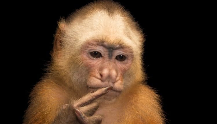 Обезьяны капуцины — кто это такие? Из-за формы носа, капуцинов часто называют «широконосыми обезьянами». Фото.