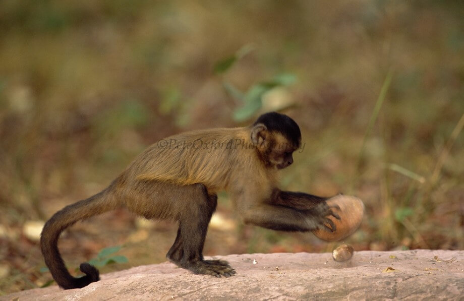 Самые умные обезьяны после шимпанзе. Обезьяна капуцин с каменным орудием в руках. Фото.