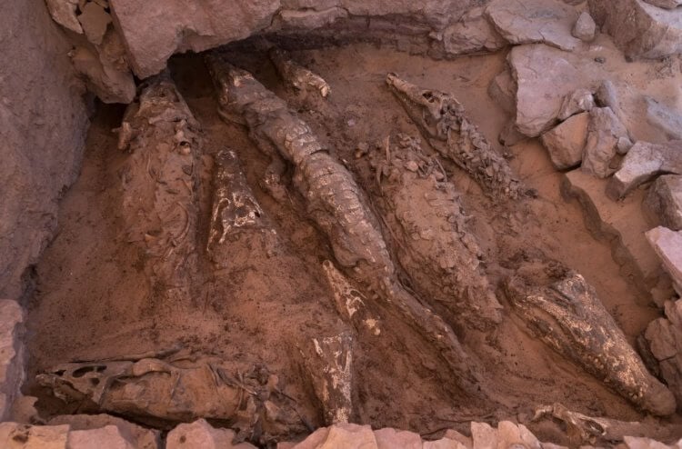 Как египтяне мумифицировали животных. Часть найденных мумий крокодилов. Фото.