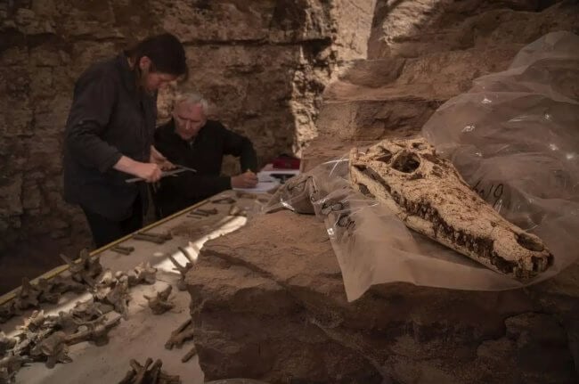 В Египте нашли гробницу с мумиями крокодилов. Фото.
