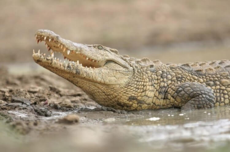Как египтяне мумифицировали животных. Нильский крокодил. Фото.