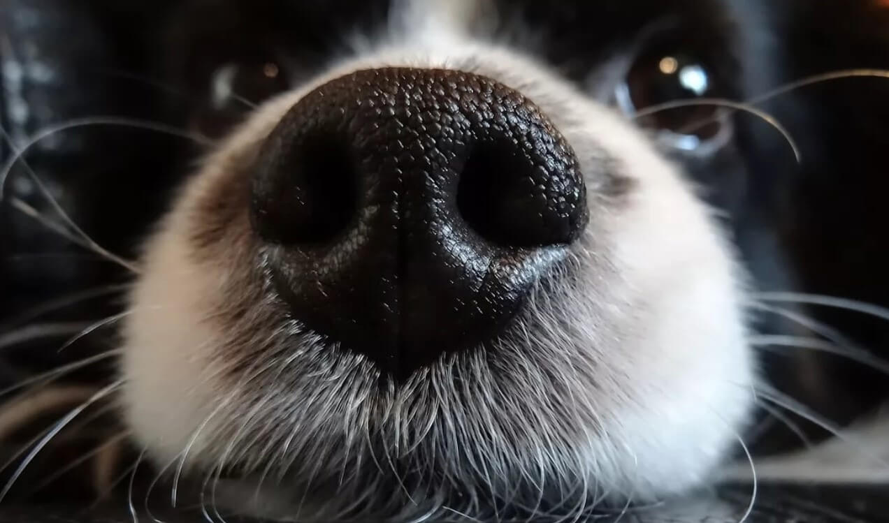 Собачий нюх помогает определить время суток. Собачий нос способен учуять время. Фото.
