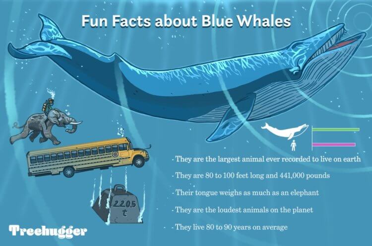 По венам синего кита может проплыть человек. Сравнение размеров синего кита с другими объектами. Фото.