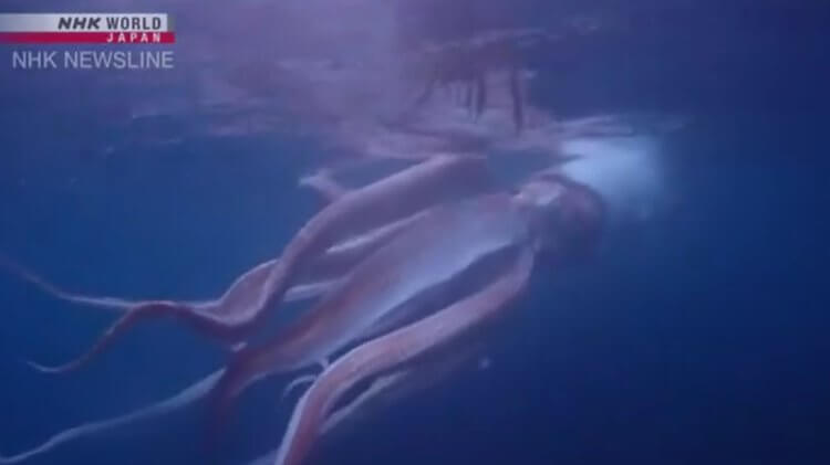 В Японии нашли гигантского кальмара. Эти создания легли в основу легенд о Кракене. В Японии сняли на видео огромного кальмара длиной 2,5 метров. Фото.