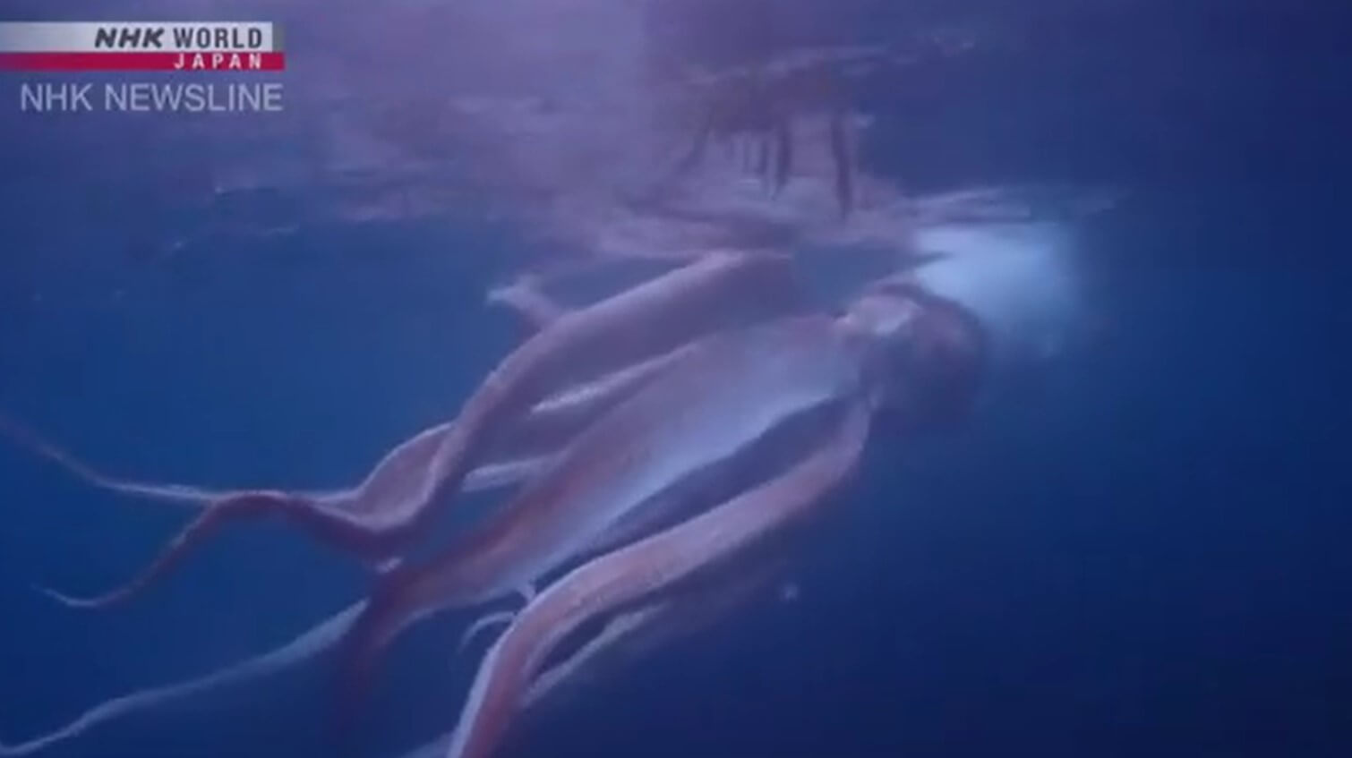 В Японии нашли гигантского кальмара. Эти создания легли в основу легенд о Кракене. В Японии сняли на видео огромного кальмара длиной 2,5 метров. Фото.