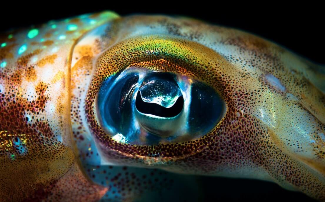 До какой длины вырастают кальмары. Считается, что кальмары обладают самыми большими глазами в животном мире. Фото.