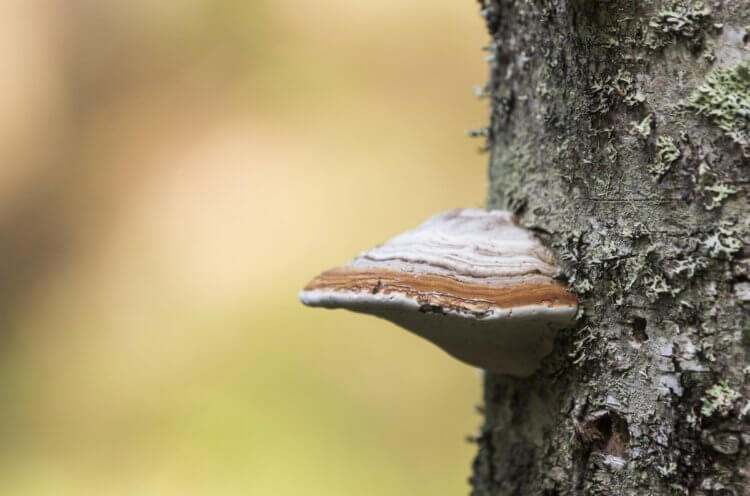 Какие болезни вызывают грибы-паразиты? Паразитами растений являются большинство патогенных грибов. Фото.