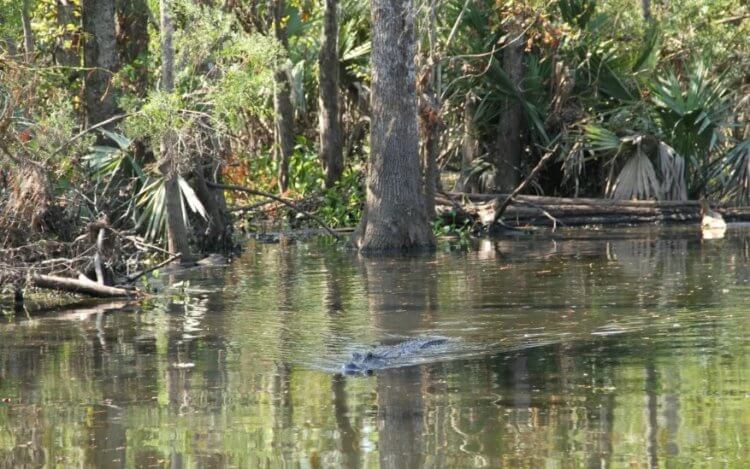 Болота Манчак с аллигаторами. Аллигатор в болоте Манчак. Фото.