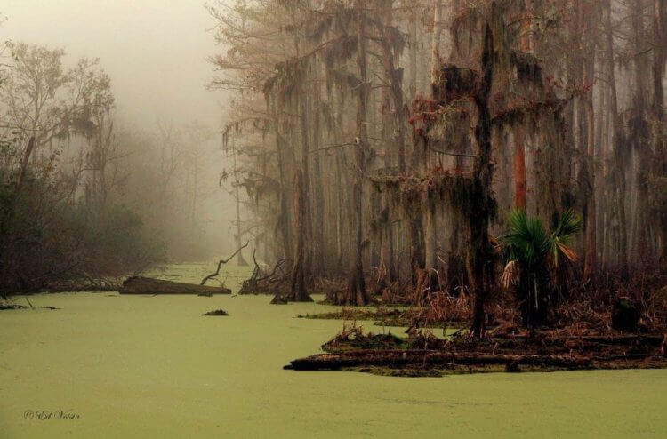 Болота Манчак с аллигаторами. Одна из самых красивых фотографий болота Манчак. Фото.