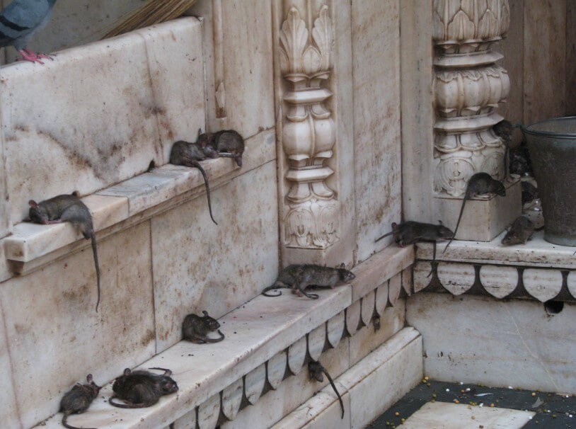 Шри Карни Мата — храм крыс в Индии. Крысы в храме Шри Карни Мата не боятся людей. Фото.