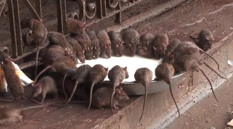Шри Карни Мата — храм крыс в Индии. Считается, что однажды крысы в индийском храме превратятся в людей. Фото.