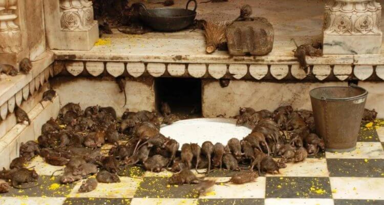 Шри Карни Мата — храм крыс в Индии. Грызуны в индийском храме могут ни в чем себе не отказывать. Фото.