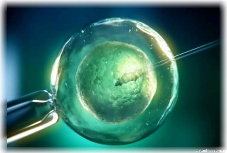 Ученые клонировали корову. При клонировании ядро клетки животного переносят в яйцеклетку. Фото.