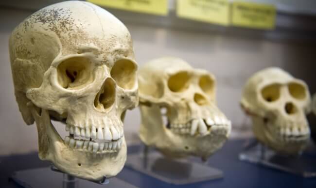 Что такое зубы мудрости? В ходе эволюции человека челюсть стала вмещать меньше зубов. Фото.
