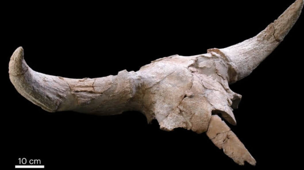 Пещера неандертальцев в Испании. Найденный в пещере череп степного зубра. Фото.