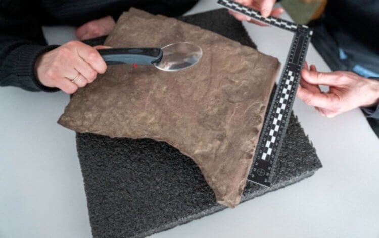 Самый древний камень с рунами. Археолог рассматривает кусок песчаника, который считается самым старым руническим камнем в мире. Фото.