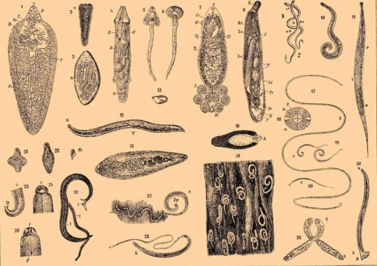 Роль паразитов в природе. В мире существует огромное количество паразитов, они бывают разных форм и размеров. Фото.