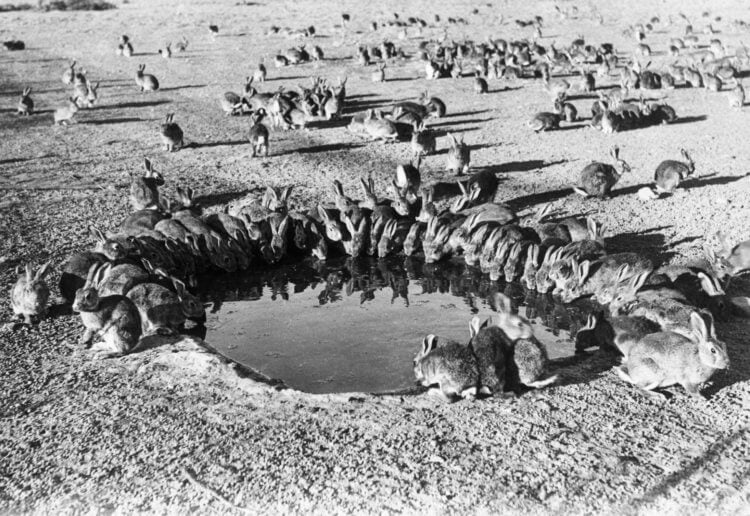 Причины изменения климата. В начале ХХ века британские кролики стали причиной катастрофы в Австралии. Фото.