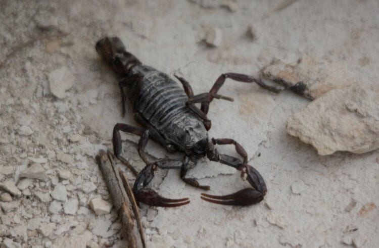 Разведение скорпионов — зачем это нужно. Скорпион вида Androctonus turkiyensis. Фото.
