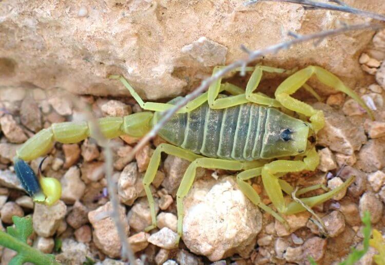 Как используется яд скорпиона. Желтый скорпион Leiurus quinquestriatus. Фото.