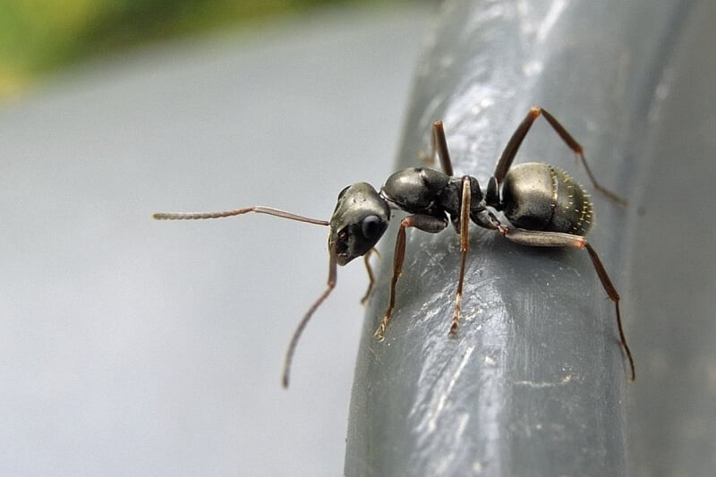 Как муравью определяют рак. Шелковистые муравьи могут выявлять рак более эффективно, чем собаки. Фото.