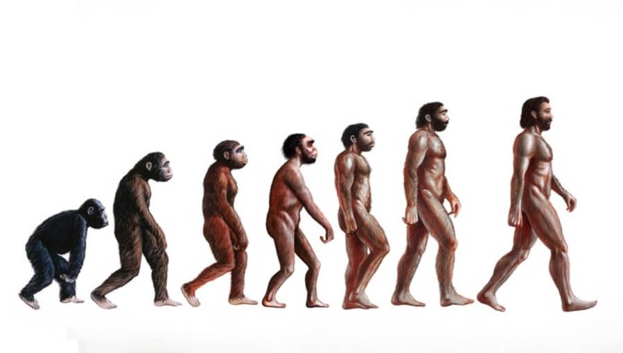 Был ли хвост у людей. У древних приматов проконсулов (крайний левый на картинке), хвост уже отсутствовал. Фото.