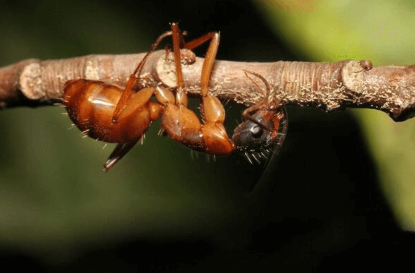 Как муравью борются с грибками. В результате быстрой эволюции грибки становятся невидимыми для муравьев. Фото.
