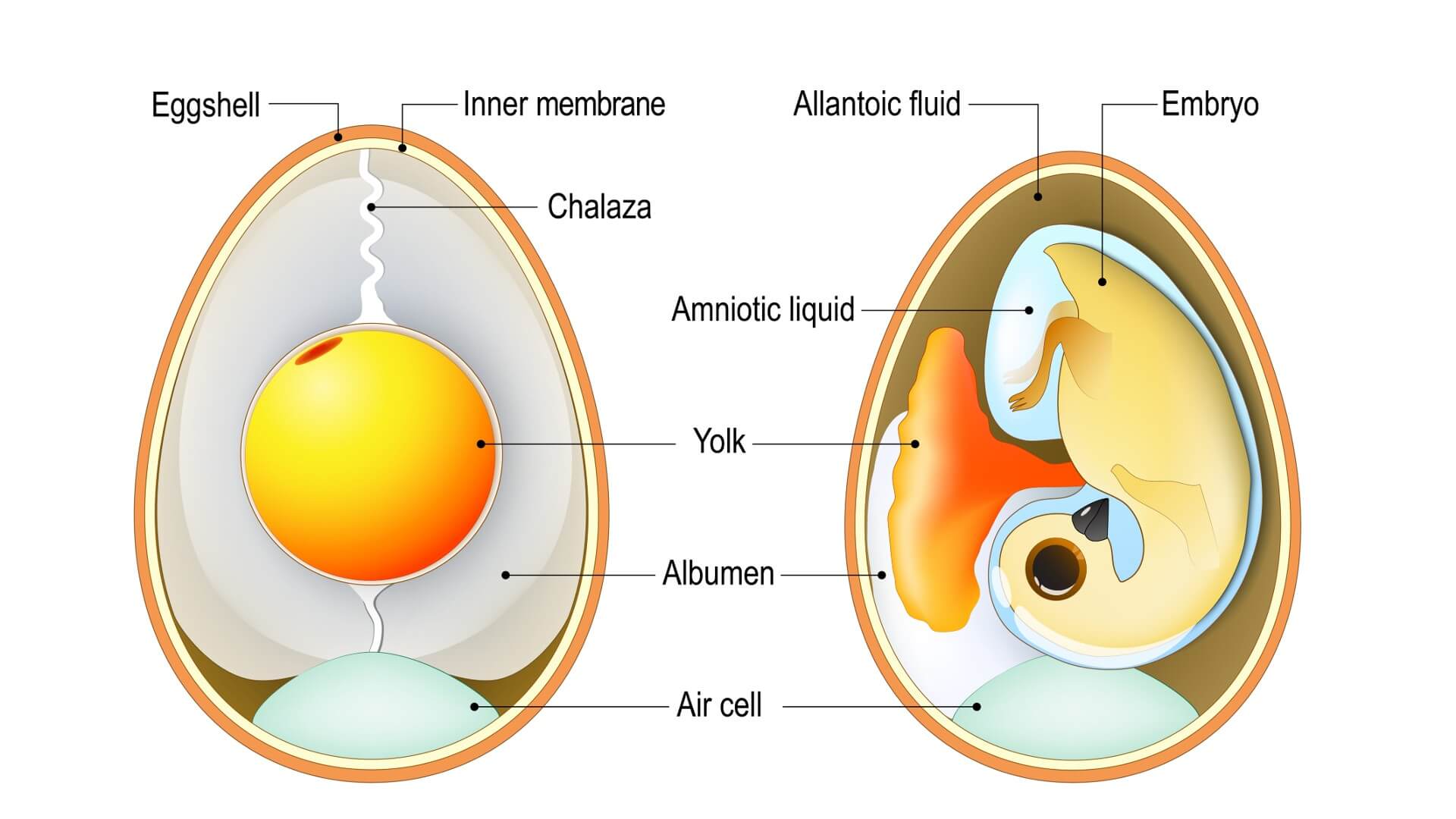 Что такое яйцо. Яйцо — это женская половая клетка (яйцеклетка) в твердой оболочке. Фото.