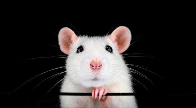 Ученые пересадили мозг человека крысе — как это поможет в лечении смертельных болезней? Фото.