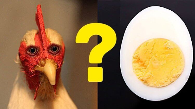 Ученые рассказали, что появилось раньше — курица или яйцо