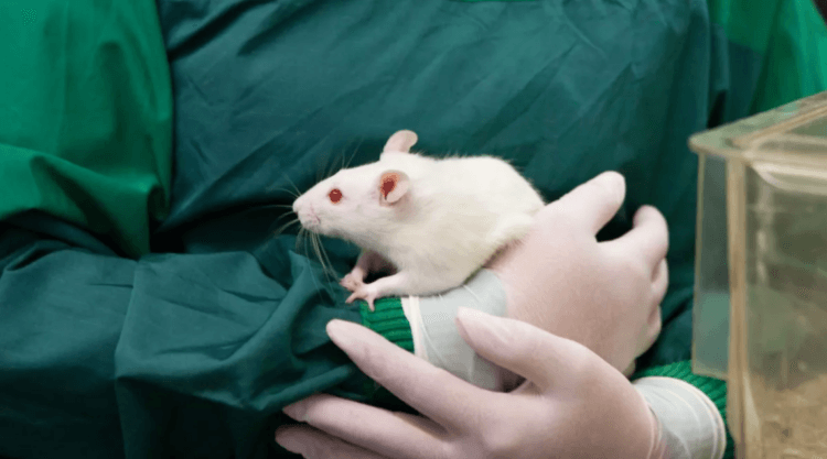 Лекарства больше не будут тестировать на животных? В США хотят отказаться от испытания лекарственных препаратов на животных. Фото.