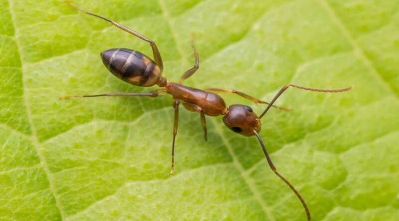 Как муравью борются с грибками. Муравьи Linepithema humile помогают друг другу избавиться от паразитов. Фото.
