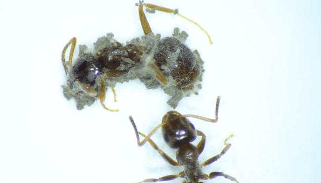 Между муравьями и грибками идет борьба за выживание — как это может коснуться людей. Фото.