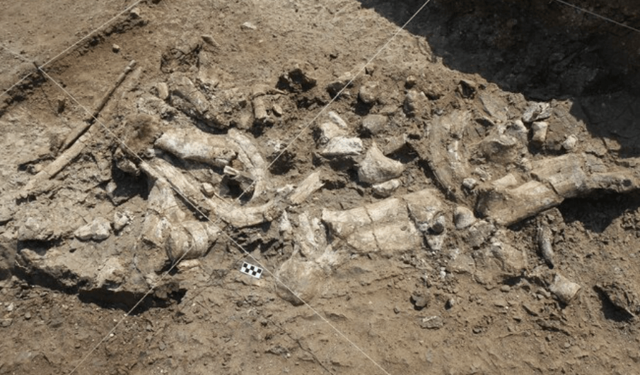 Парантропы изготавливали каменные орудия? Олдувайские орудия были обнаружены среди костей бегемотов. Фото.