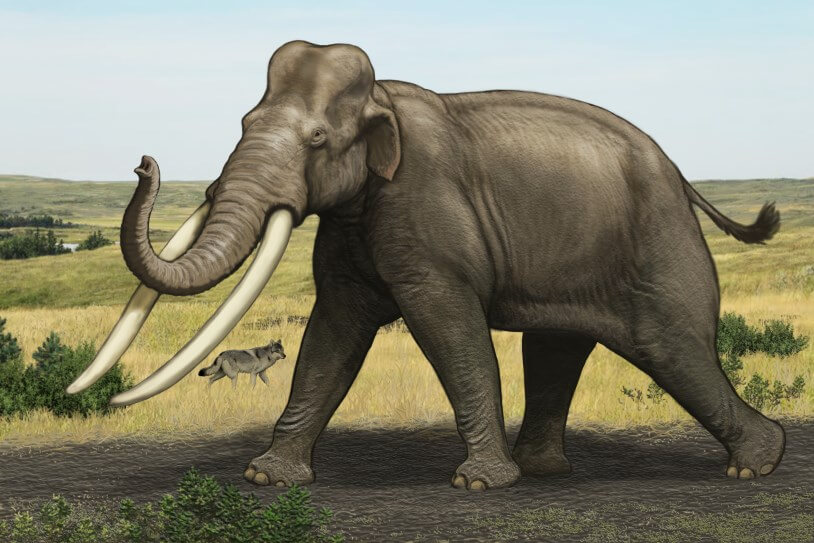 Находка костей и каменных орудий неандертальцев. Прямобивневые слоны в четыре раза крупнее современных африканских слонов. Фото.