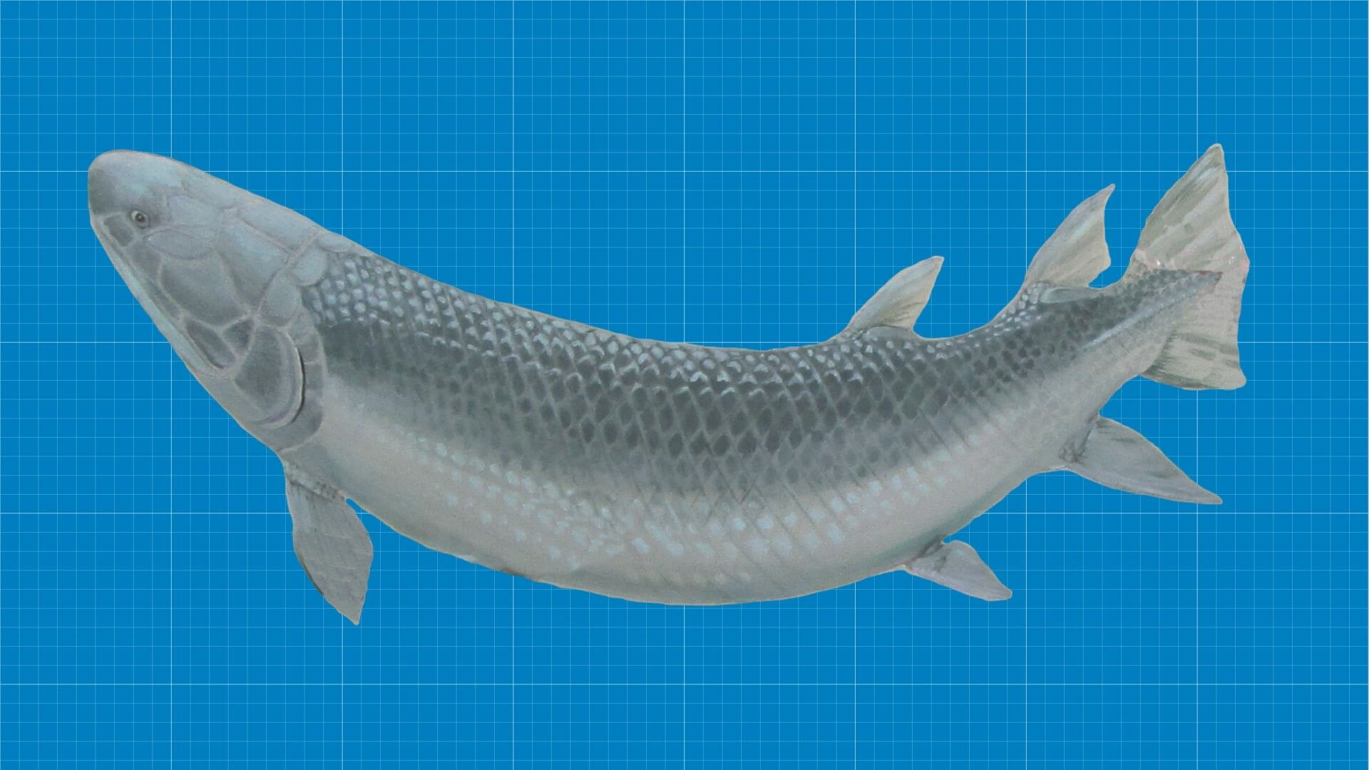 Древняя рыба-монстр родом из Австралии? Гинерия стала первым тристихоптеридом, обнаруженным на территории, которая находилась за полярным кругом. Фото.