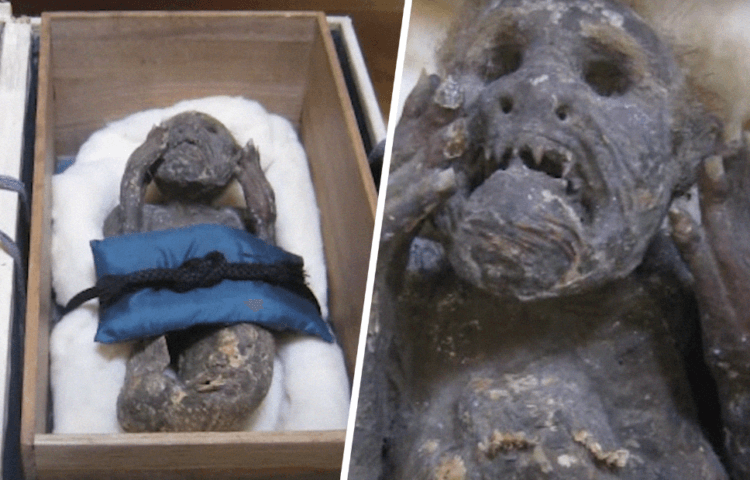 Ученые разгадали секрет мумифицированной русалки из Японии. Ученые тщательно исследовали загадочный артефакт в виде мумии русалки. Фото.