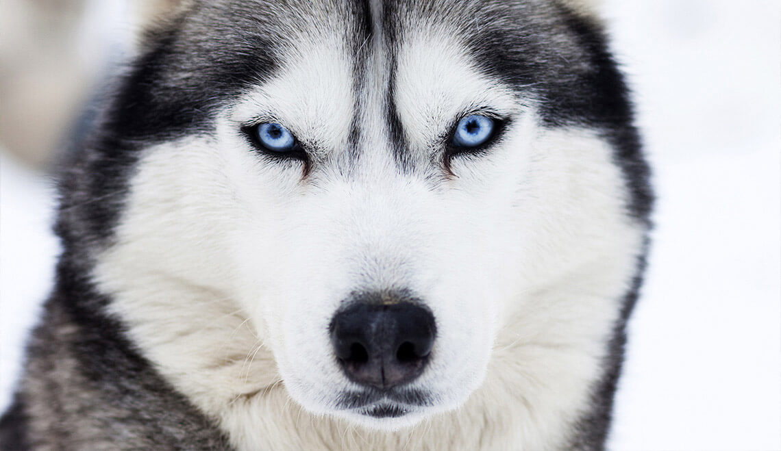 Какие собаки чаще воют. Такие породы, как хаски воют чаще других собак, так как имеют больше генов волков. Фото.