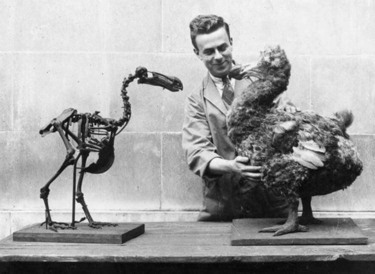 Сколько стоит воскресение животных. Скелет птицы додо и ее искусственная копия в Национальном музее Уэльса в Кардиффе, 1938 год. Фото.