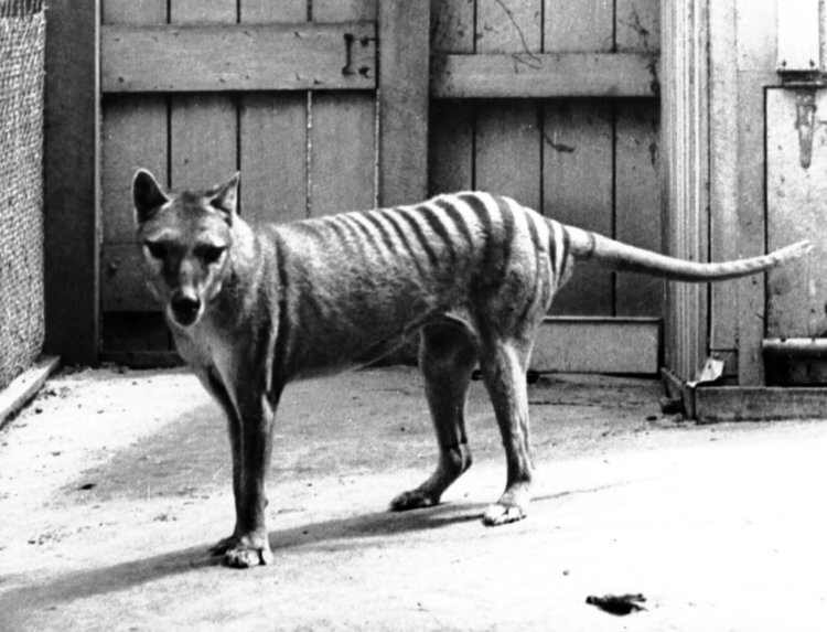 Как ученые собираются воскресить животных. Тасманские тигры также известны как сумчатые волки. Существует мнение, что они до сих пор живы. Фото.