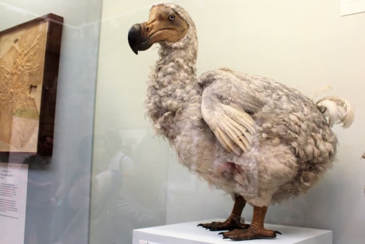 Вымирающие виды животных — как их спасти? Воскресив птицу додо, генетики хотят обратить внимание людей на вымирание животных. Фото.