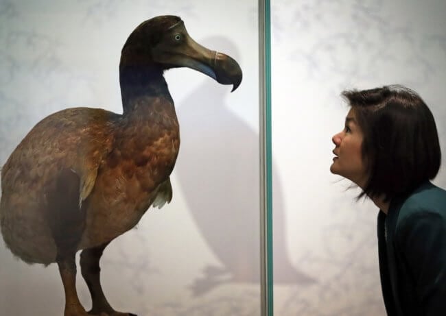 Генетики хотят воскресить птиц додо. Почему другие ученые против этого? Фото.