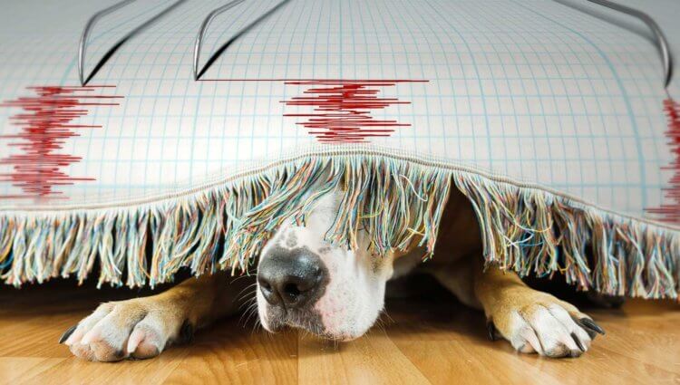 Как предсказать землетрясение и что нужно делать, когда оно начнется