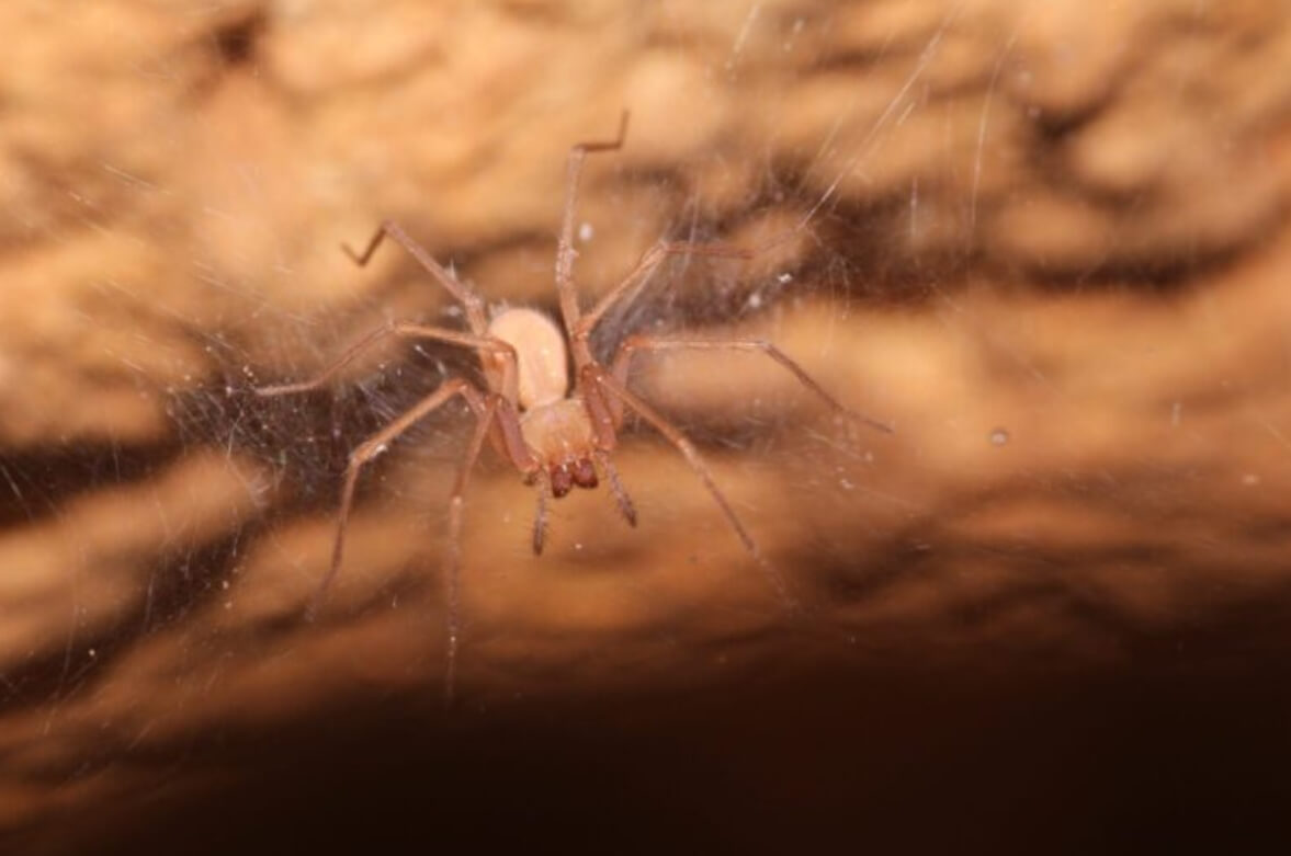 Новые виды пауков, открытие в 2023 году. Один из представителей паука рода тегенария. Фото.
