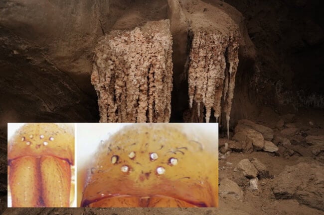 Пещерные пауки в Израиле потеряли глаза, и этому есть научное объяснение. Фото.