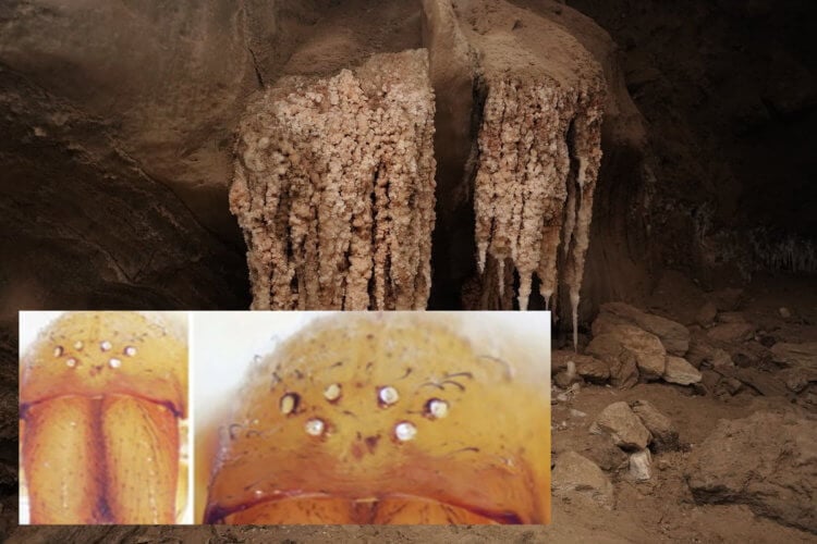 Пещерные пауки в Израиле потеряли глаза, и этому есть научное объяснение. Живущие в глубинах израильских пещер пауки лишились зрения в ходе эволюции. Фото.