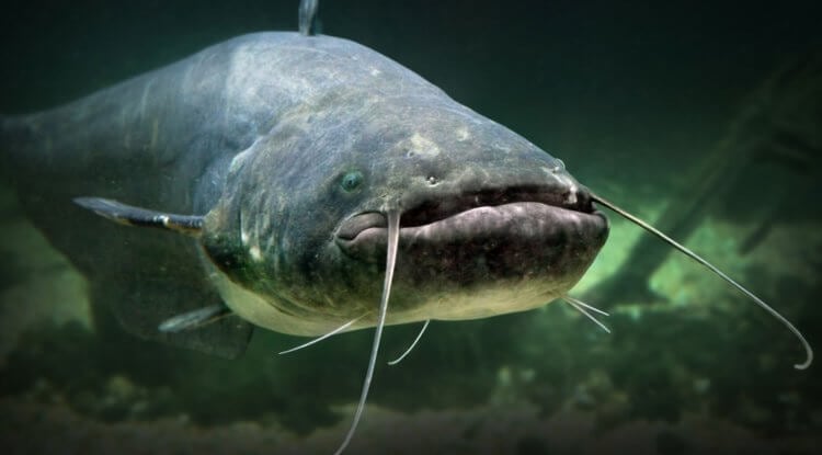Ученые создали лучшую рыбу для употребления в пищу. В чем ее особенность?