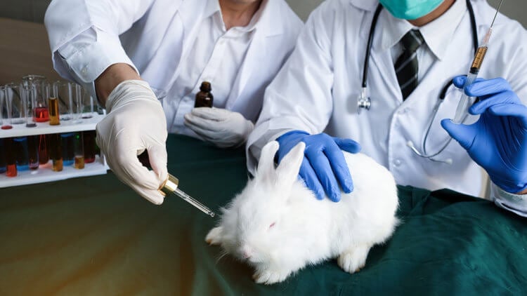 Почему в США отменили испытания лекарственных препаратов на животных? Эффективность испытаний препаратов на животных имеет низкую эффективность. Фото.
